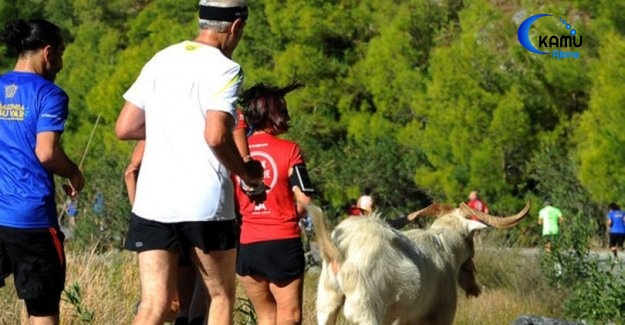 Sporcularla Koşan Keçi İlgi Odağı Oldu