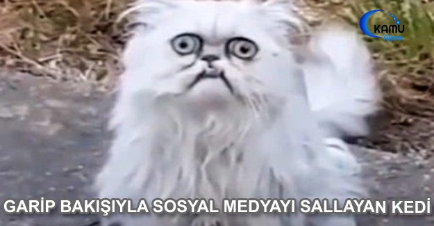 Garip Bakışıyla Sosyal Medyayı Sallayan Kedi