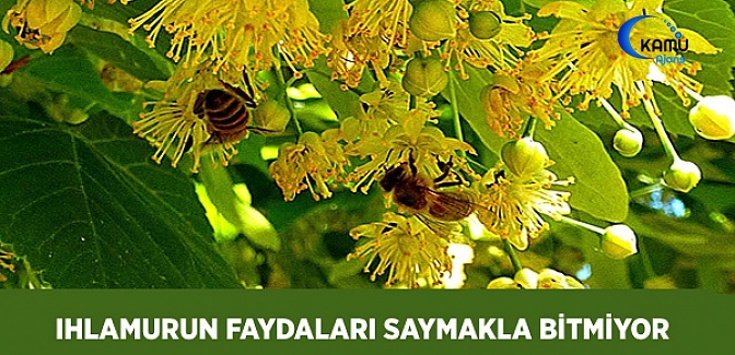 Ihlamurun Faydaları Saymakla Bitmiyor