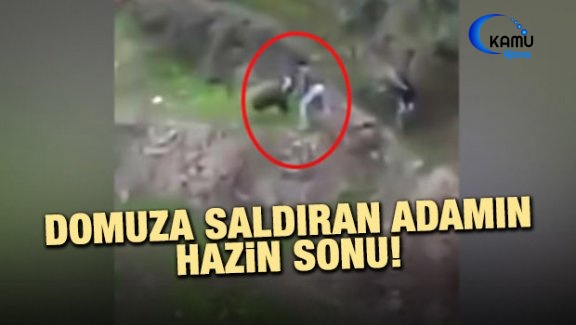 Domuza Saldıran Adamın Hazin Sonu!