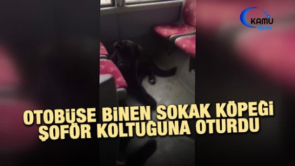 Otobüse Binen Sokak Köpeği Şoför Koltuğuna Oturdu