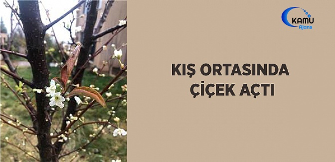 Kış Ortasında Çiçek Açtı