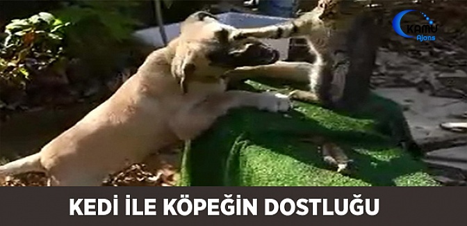 Kedi ile Köpeğin Dostluğu İnsanlara Ders Verdi