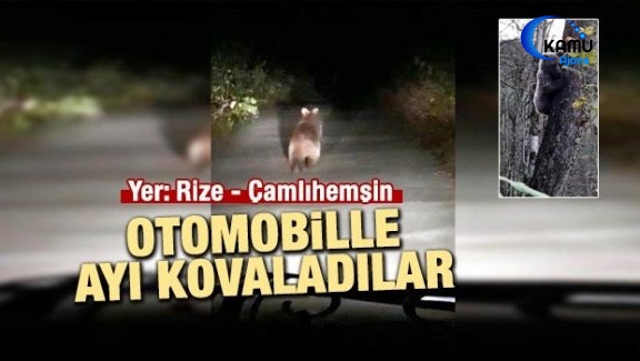 Otomobille Ayı Kovaladılar