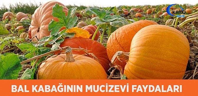 Bal Kabağı Mucizevi Faydaları Nelerdir?
