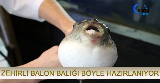Zehirli Balon Balığı Böyle Hazırlanıyor
