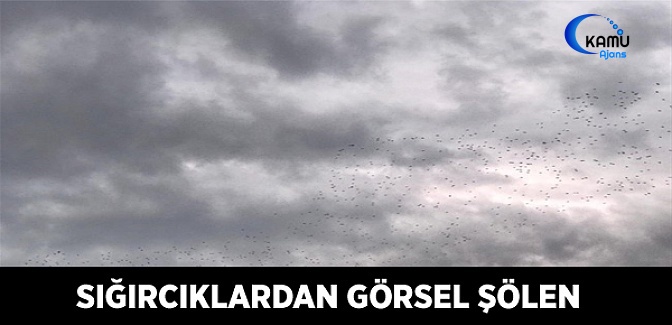 Sığırcıklardan Görsel Şölen
