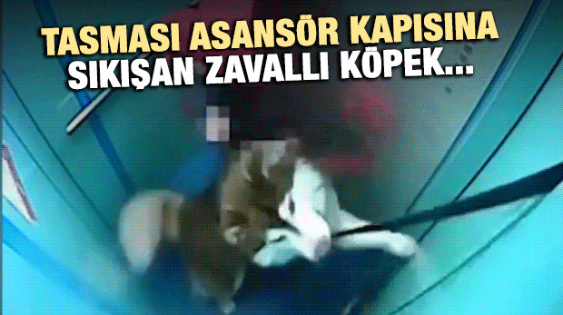 Tasması Asansör Kapısına Sıkışan Zavallı Köpek...