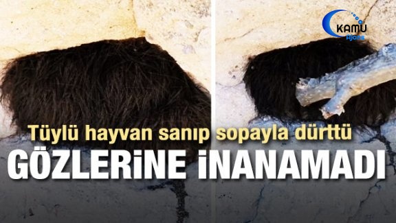 Tüylü Hayvan Sanıp Dürttü! Gözlerine İnanamadı