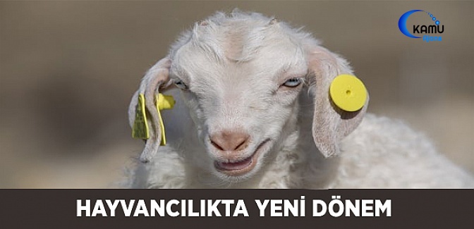 Hayvancılıkta 'Elektronik Küpe' Geliyor