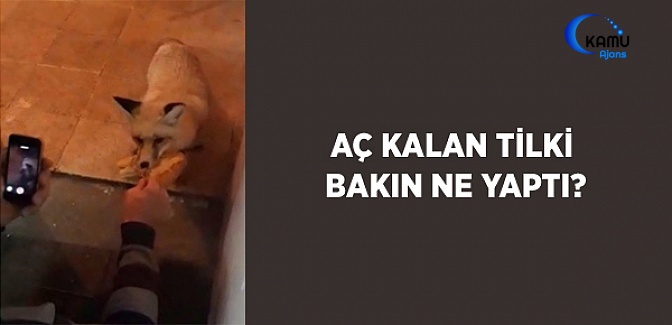 Aç Kalan Tilki Bakın Ne Yaptı?