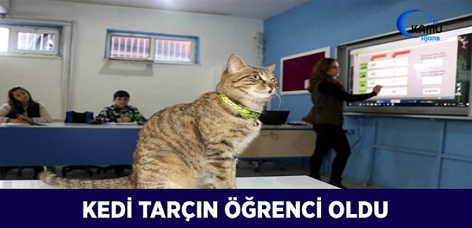 Kedi 'Tarçın' 257'nci Öğrenci Oldu
