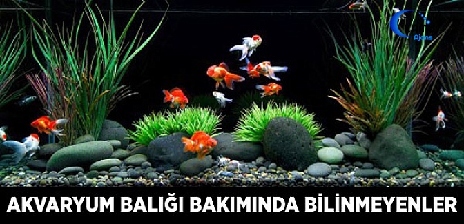 Akvaryum Balığı Bakımında Bilinmeyenler