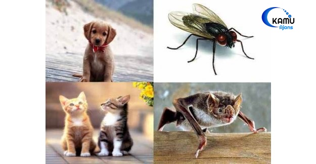 Hayvanları İlgilendire Meclis Araştırması Komisyonu Kuruldu