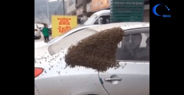 Kraliçe Arı Mahsur Kalınca Arılar Aracı Rehin Aldı