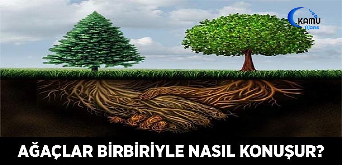 Ağaçlar Birbirleriyle Nasıl Konuşur?