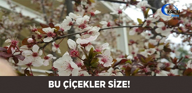 Bu Çiçekler Size!