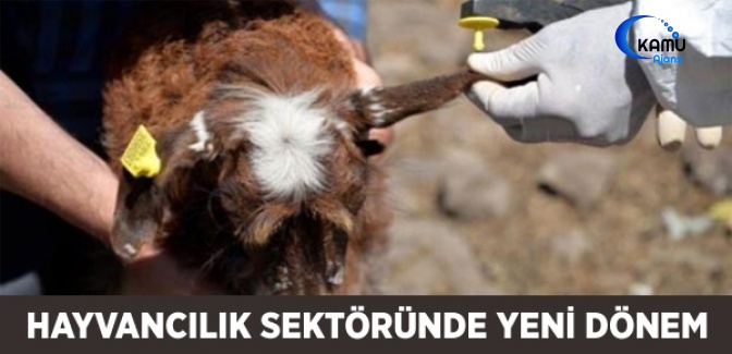 Hayvancılık Sektörüne 'Elektronik Küpe' Geliyor
