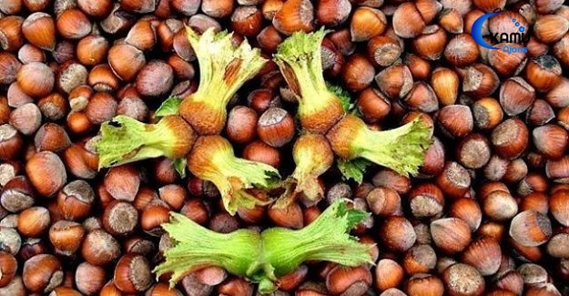 Para etmediği iddia etti ve ağaçları tek tek kesti…