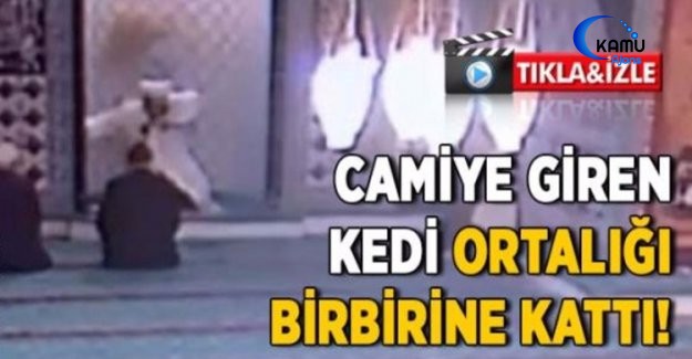 Camiye Giren Kedi Teravih Namazında Ortalığı Karıştırdı