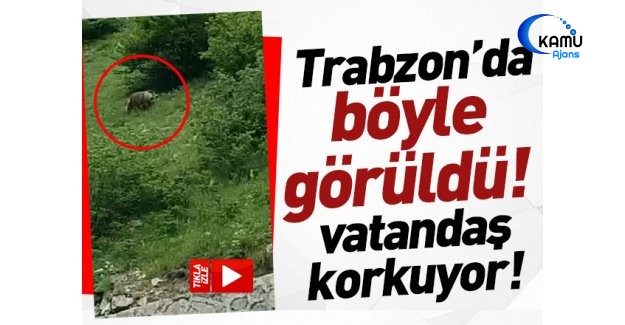 Araklı'da Ayı Böyle Görüntülendi