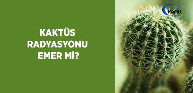 Kaktüs Radyasyonu Emer Mi?