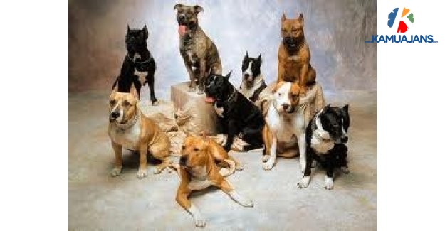 Köpekçe