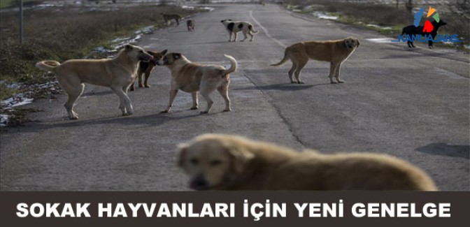 Sokak Hayvanları İçin Yeni Genelge