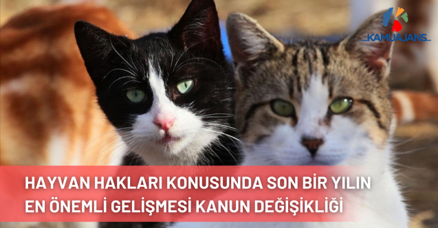 Hayvan Hakları Konusunda Son Bir Yılın En Önemli Gelişmesi Kanun Değişikliği