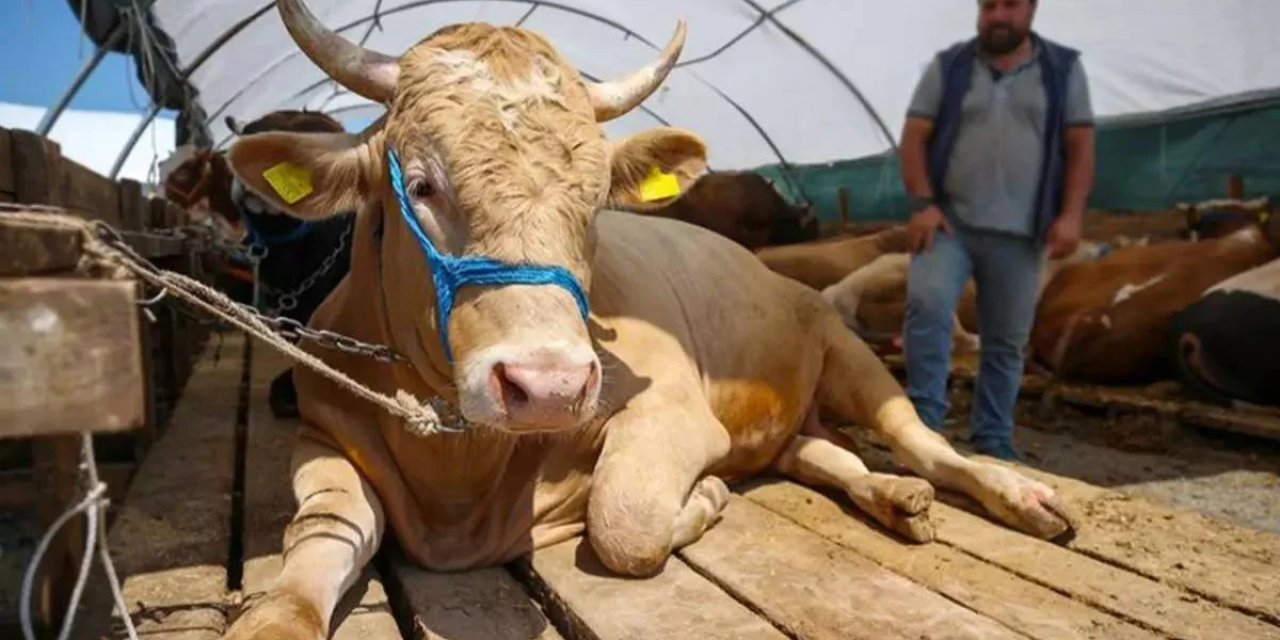 2024 Kurbanlık Fiyatlarını Düşürecek Karar yüzde 30'luk Düşüş Geliyor!