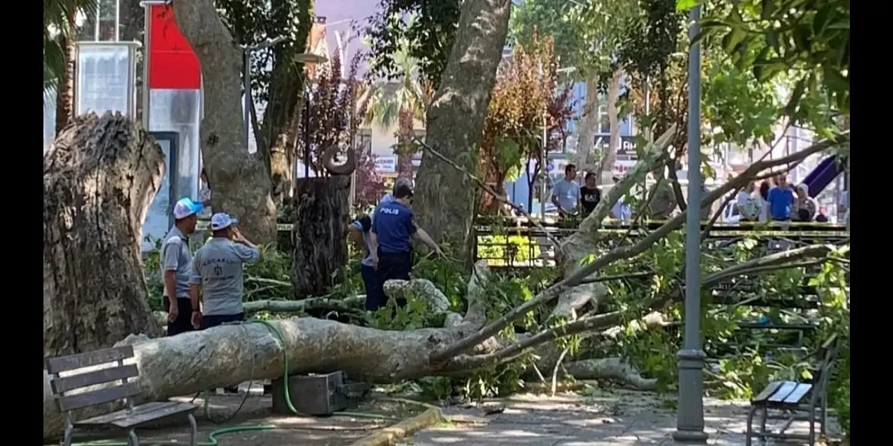 Devrilen Ağacın Altında Kalan Genç Öğretmen Hayatını Kaybetti