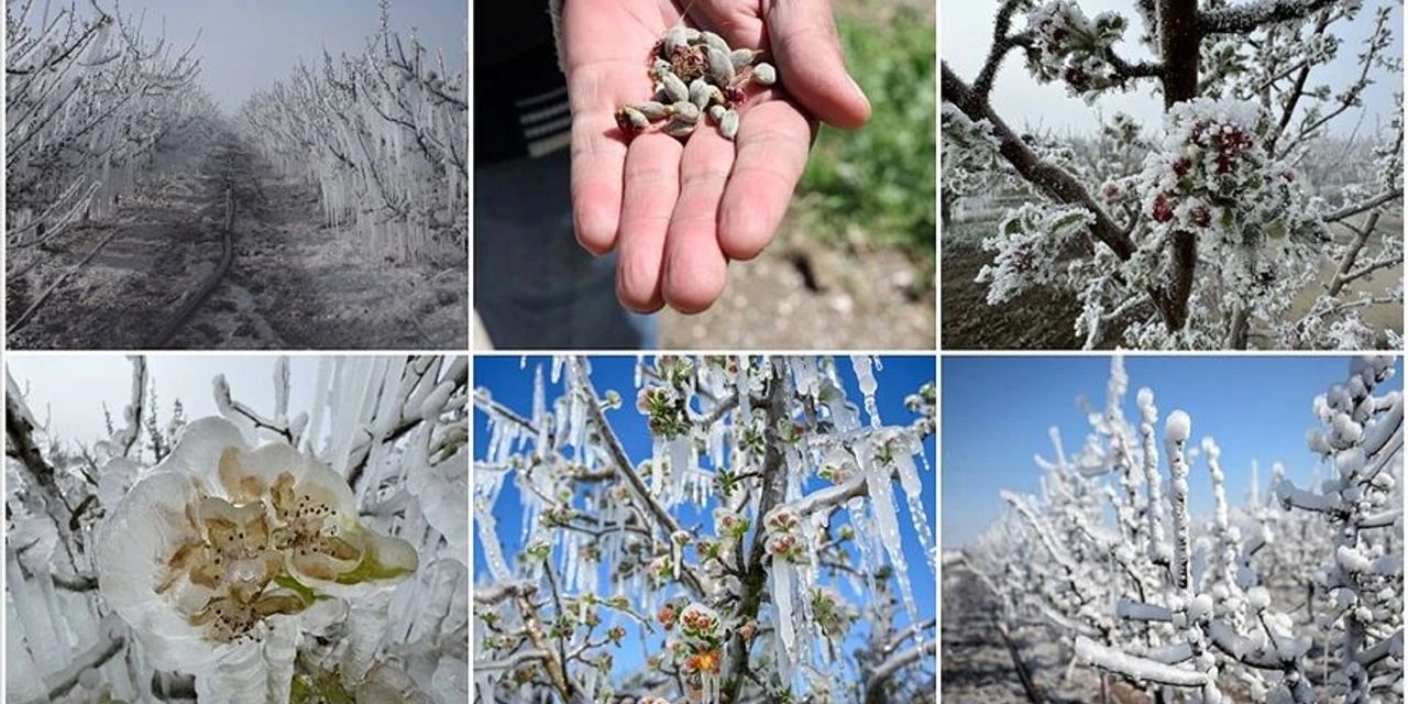 Meyve Fiyatlarını Tavan Yaptıracak Zirai Don Geliyor