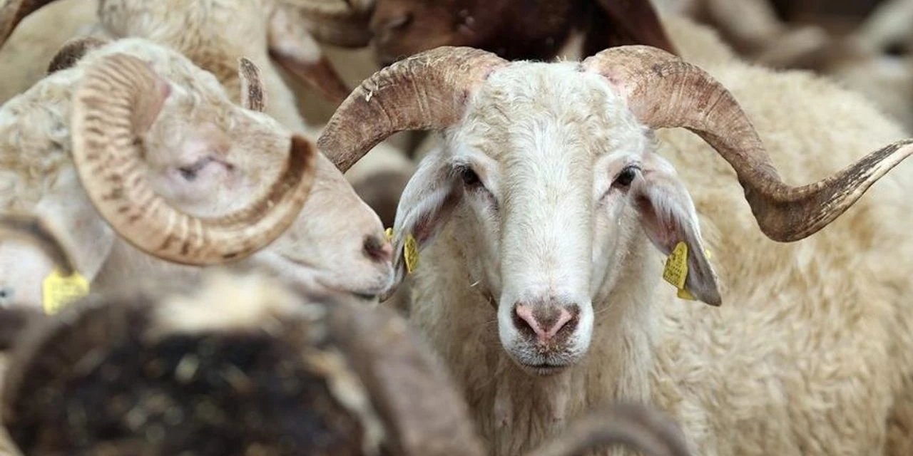 2026 Yılı Vekaletle Kurban Kesim Bedelleri Açıklandı: Yurt İçi ve Yurt Dışı Rakamları Netleşti