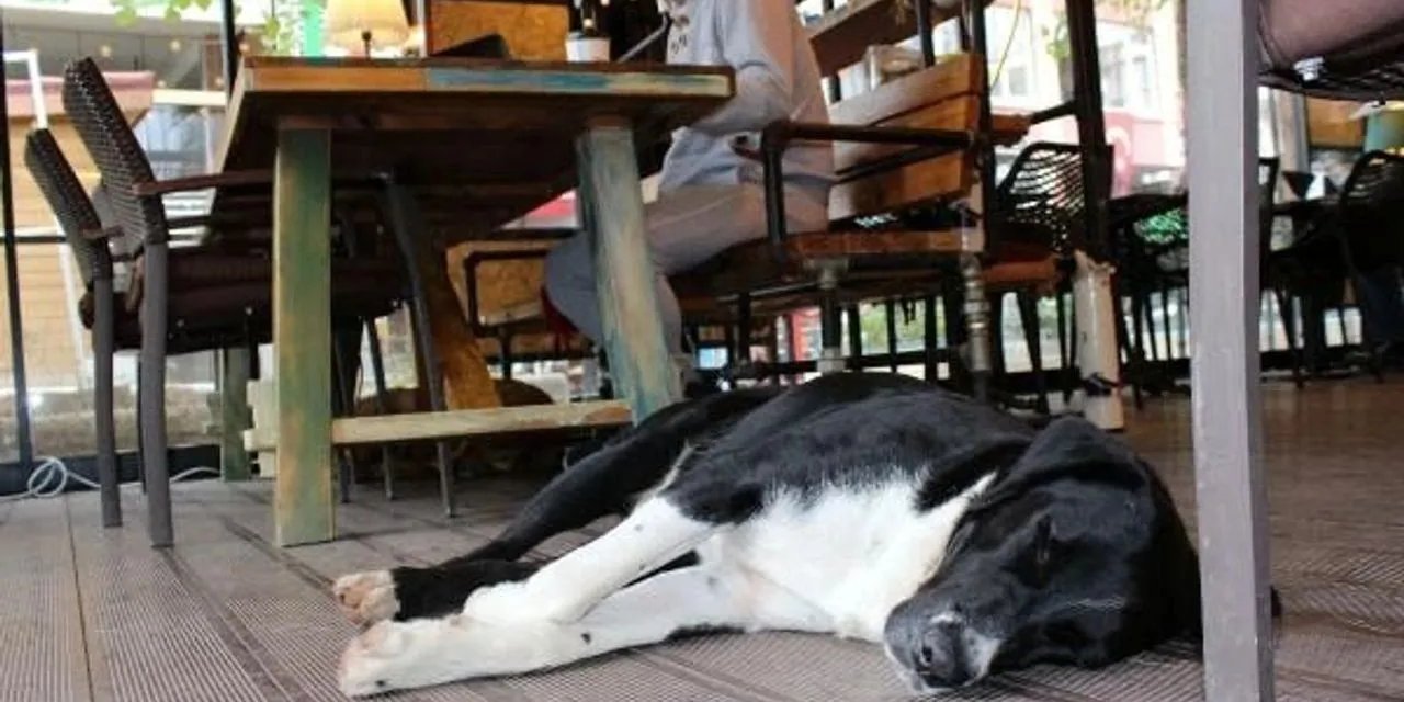 Restoranların Bahçelerine ve Teraslarına Evcil Hayvan Girişi Yasaklandı