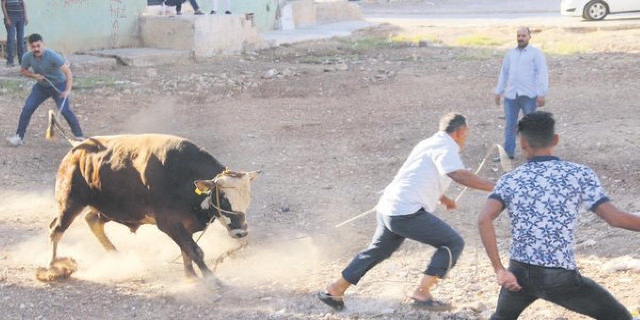 Kurbanlıklar kaçtı, sahipleri kovaladı. İşte yurttan Bayram görüntüleri.