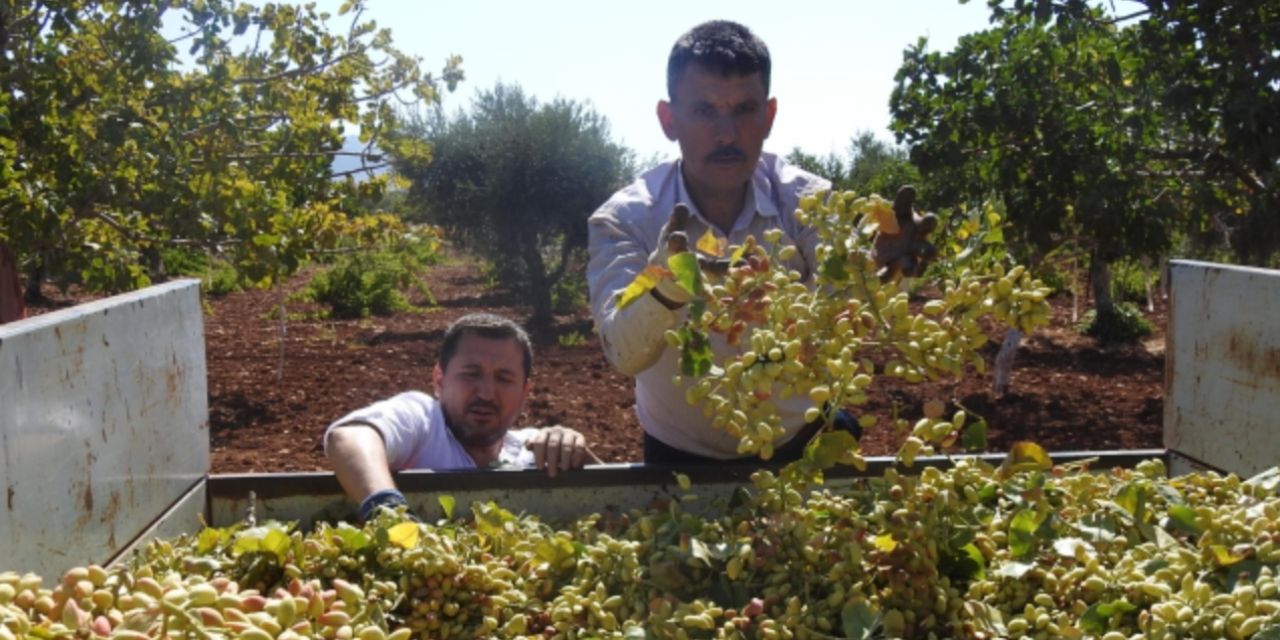 Çiftçi hasada başladı: Tarlada bile fiyatı 95 lira…