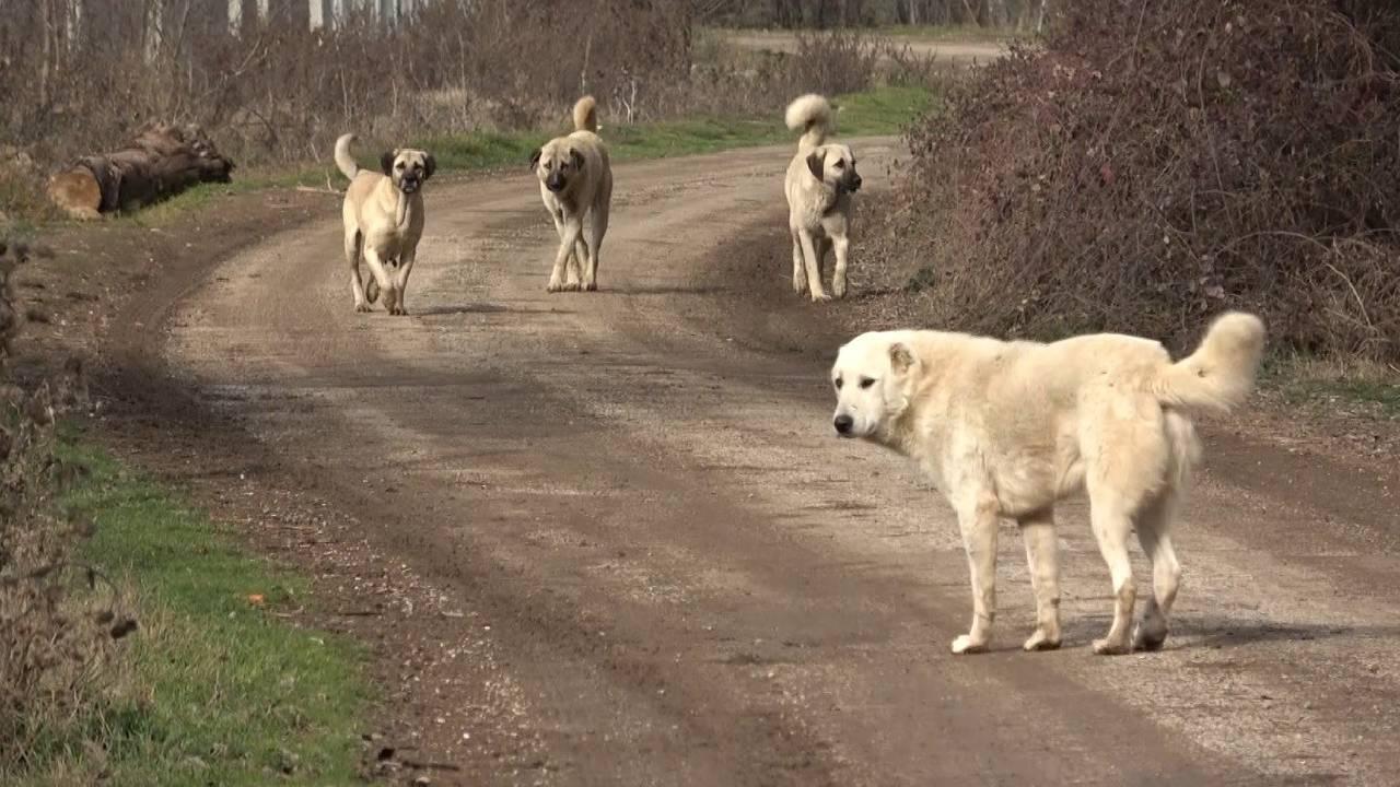 Başıboş Sokak Köpekleri Konusunda Çalışma Var