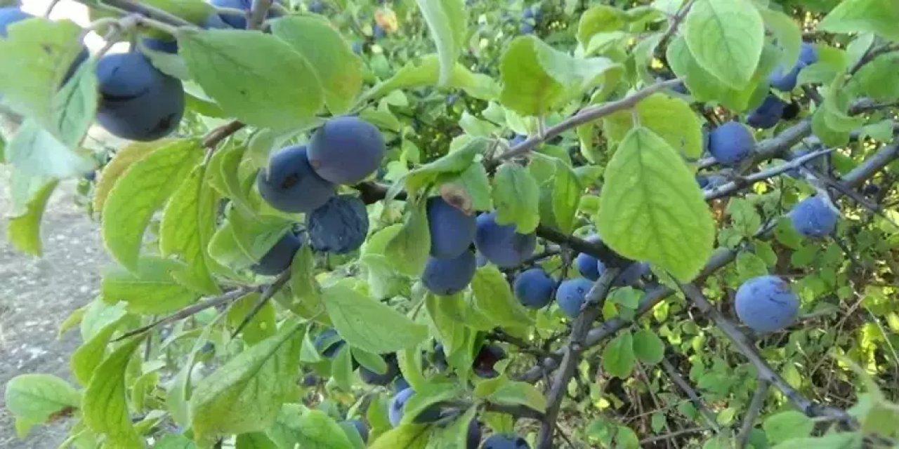 Bu Bitkiyi Kimse Toplamıyor! Türkiye'nin Her Yerinde Var! Faydaları Bitmek Bilmiyor!