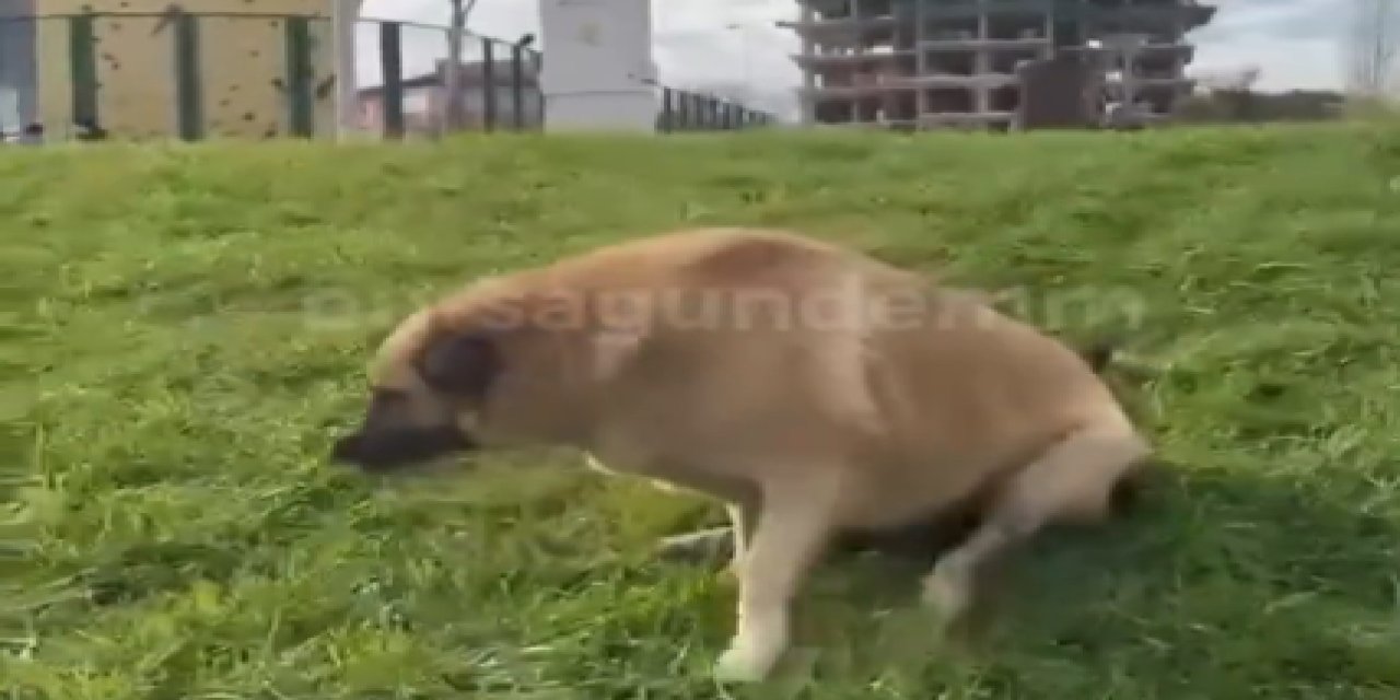 Bursa'da engelli taklidi yapan köpek zabıta geliyor denince kaçtı!