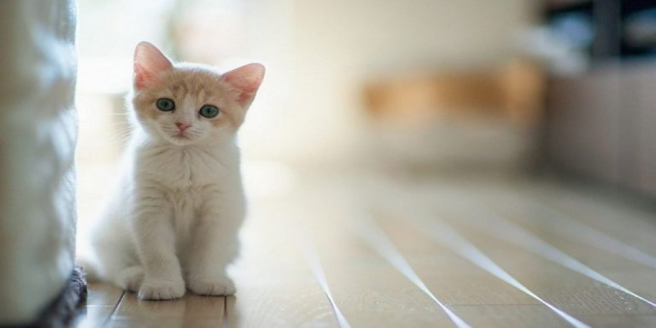Hayatınızda göreceğiniz en sevimli kedi: Sahibine küstü hareketleri güldürdü!