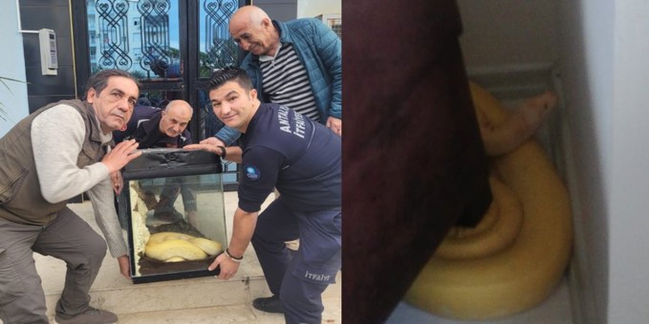 Antalya'da Evde Bulundu: Türkiye'de İkinci Hemen Koruma Altına Altına Alındı