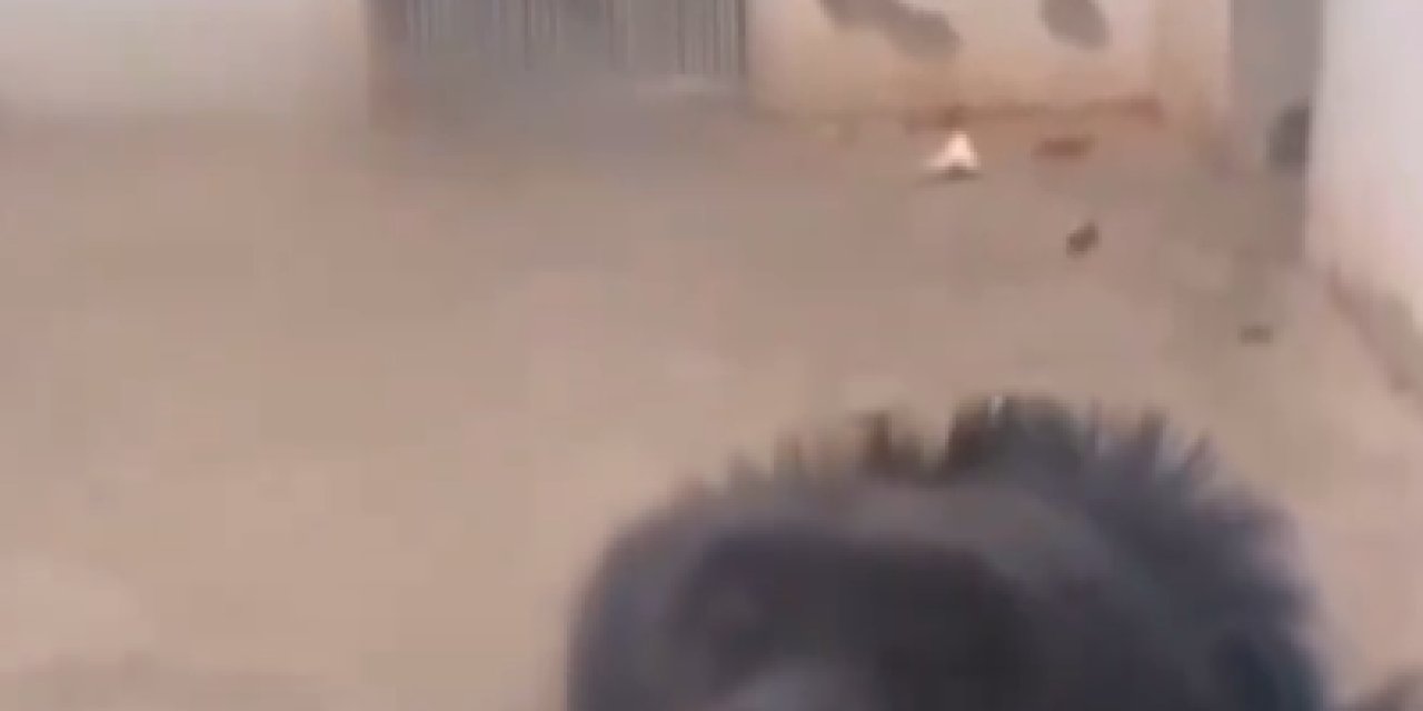 Maymun Kameraya Poz Verdi: Yaptığı Şeye Kimse İnanamadı!