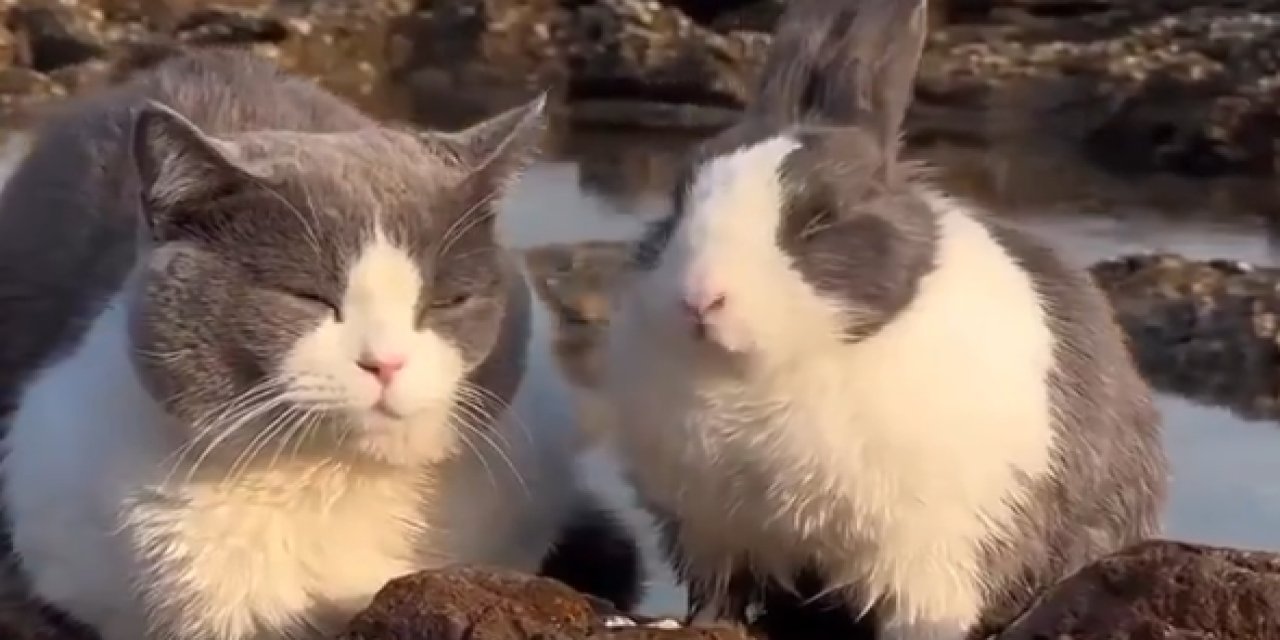 Kedi mi Tavşan mı? Kedi ile Tavşanın Benzerliği Beğeni Topladı!