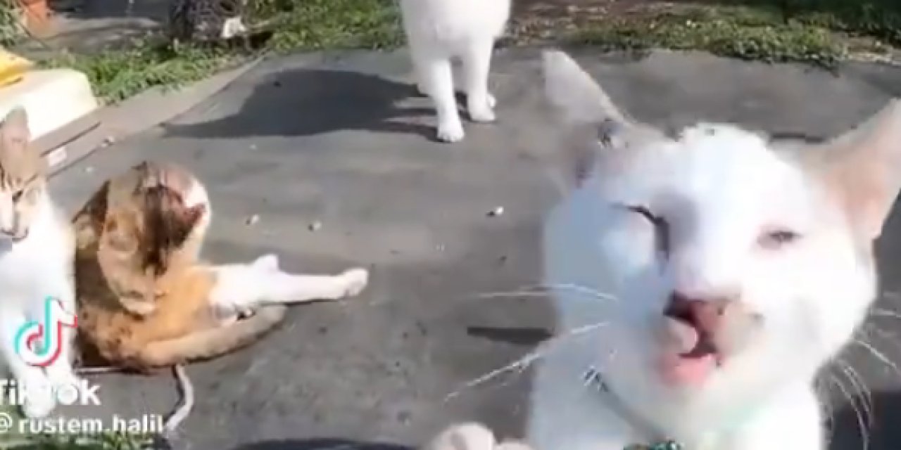 Hapşırık Krizine Giren Kedi Sosyal Medyayı Salladı!