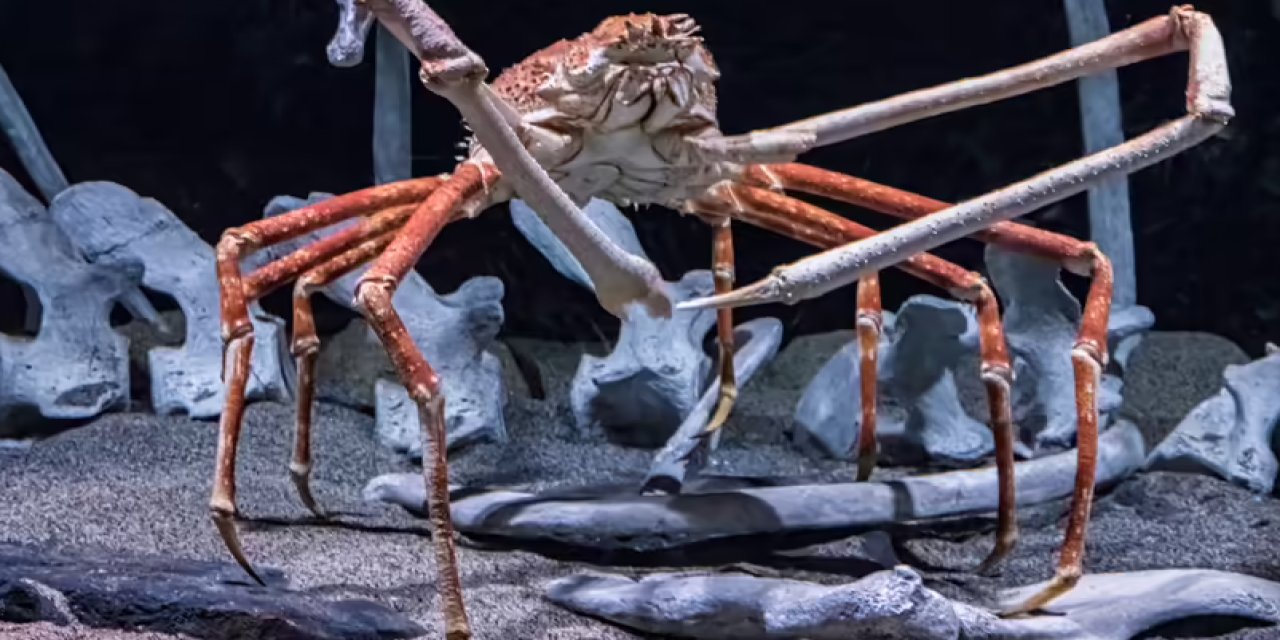 Bu Hayvan Uzaylı Değil Dünyalı: Dünyanın En Büyük Yengeci 4 Metre!