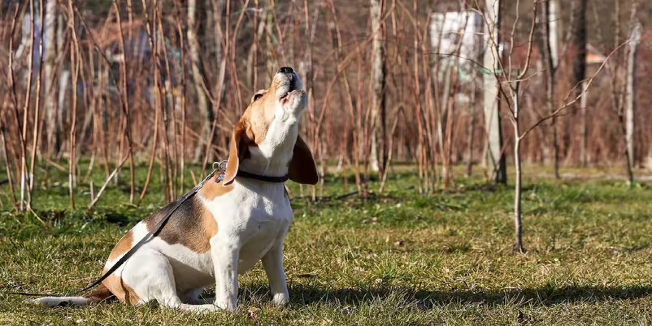 Köpekler Neden Ulur?