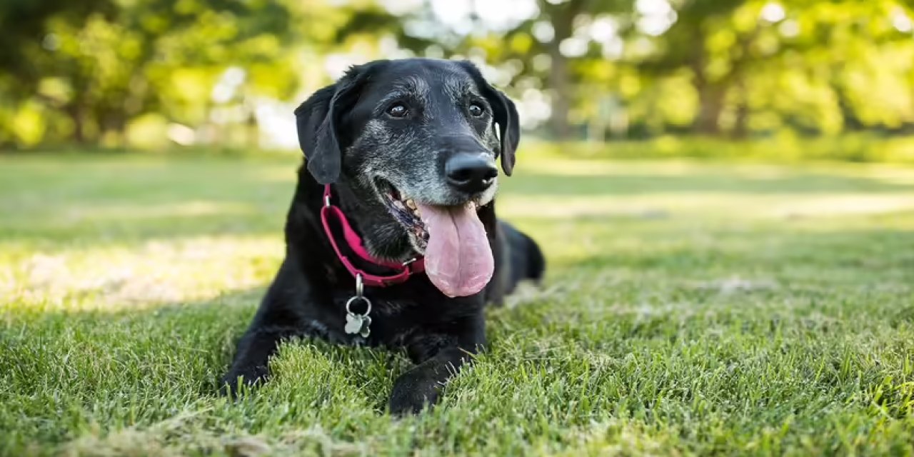 Köpeğinizin Kaç Yaşında Olduğunu Nasıl Anlayabilirsiniz?