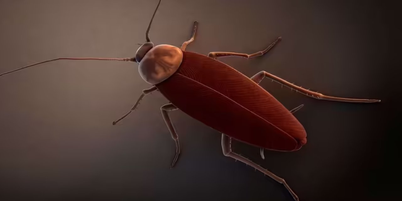 Beyninize Yerleştirilen Bu Böcek Robotlar Düşüncelerinizi Değiştiriyor!