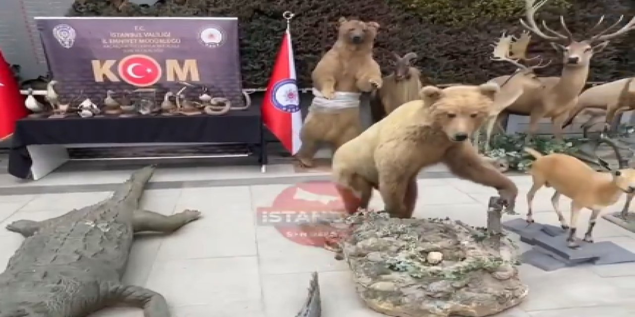 İstanbul'da 400 Hayvandan Oluşan Kaçak Müze! Bakın Hangi Hayvanlar Var!