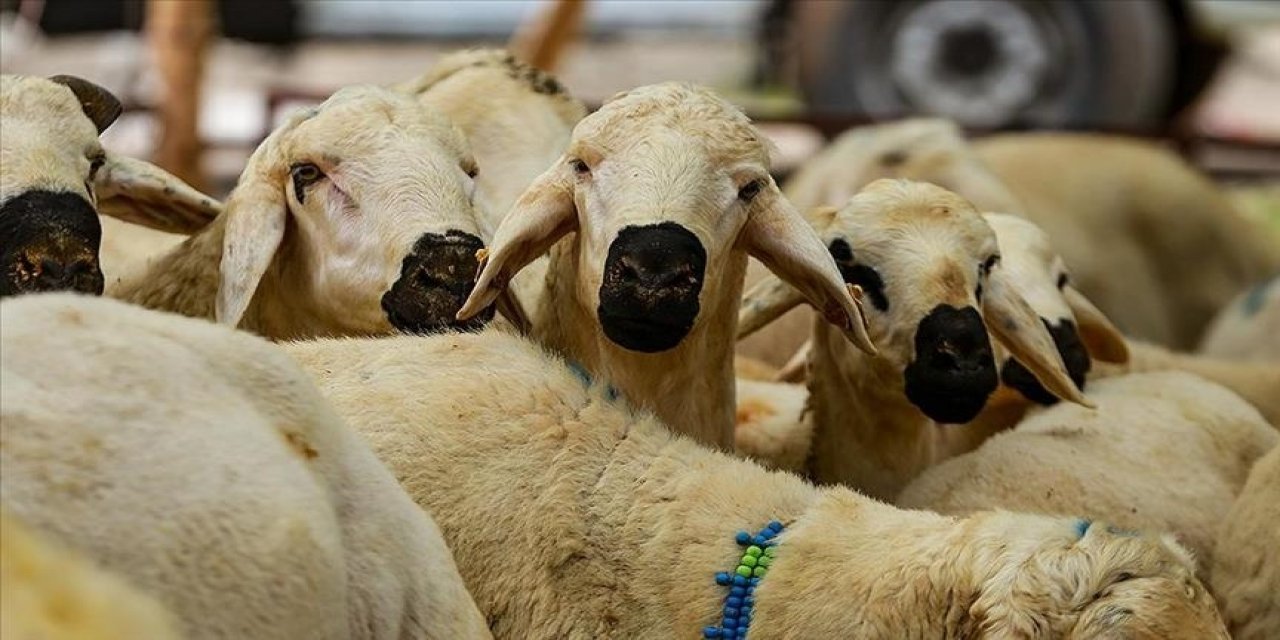 2024 kurban fiyatları belli oldu: Seç beğen al bütçe yeterse tabi